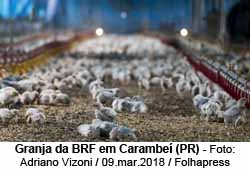 Barraco de engorda de granjeiro fornecedor da BRF em Carambe - Adriano Vizoni/Folhapress