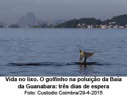 Vida no lixo. O golfinho na poluio da Baa de Guanabara: trs dias de espera - Custodio Coimbra/29-4-2015