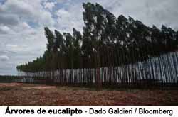 rvores de eucalipto - Dado Galdieri / Bloomberg